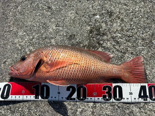 ゴマフエダイの釣果