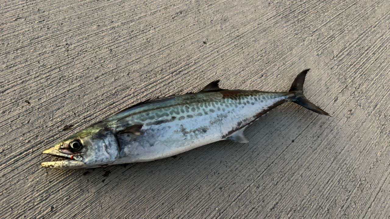 SHIMANO 19コルトスナイパー エクスチューン S100Mの最安値・インプレ