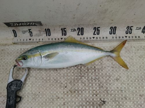 コゾクラの釣果