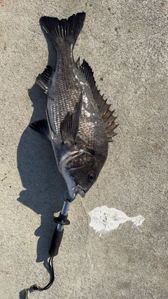 チヌの釣果