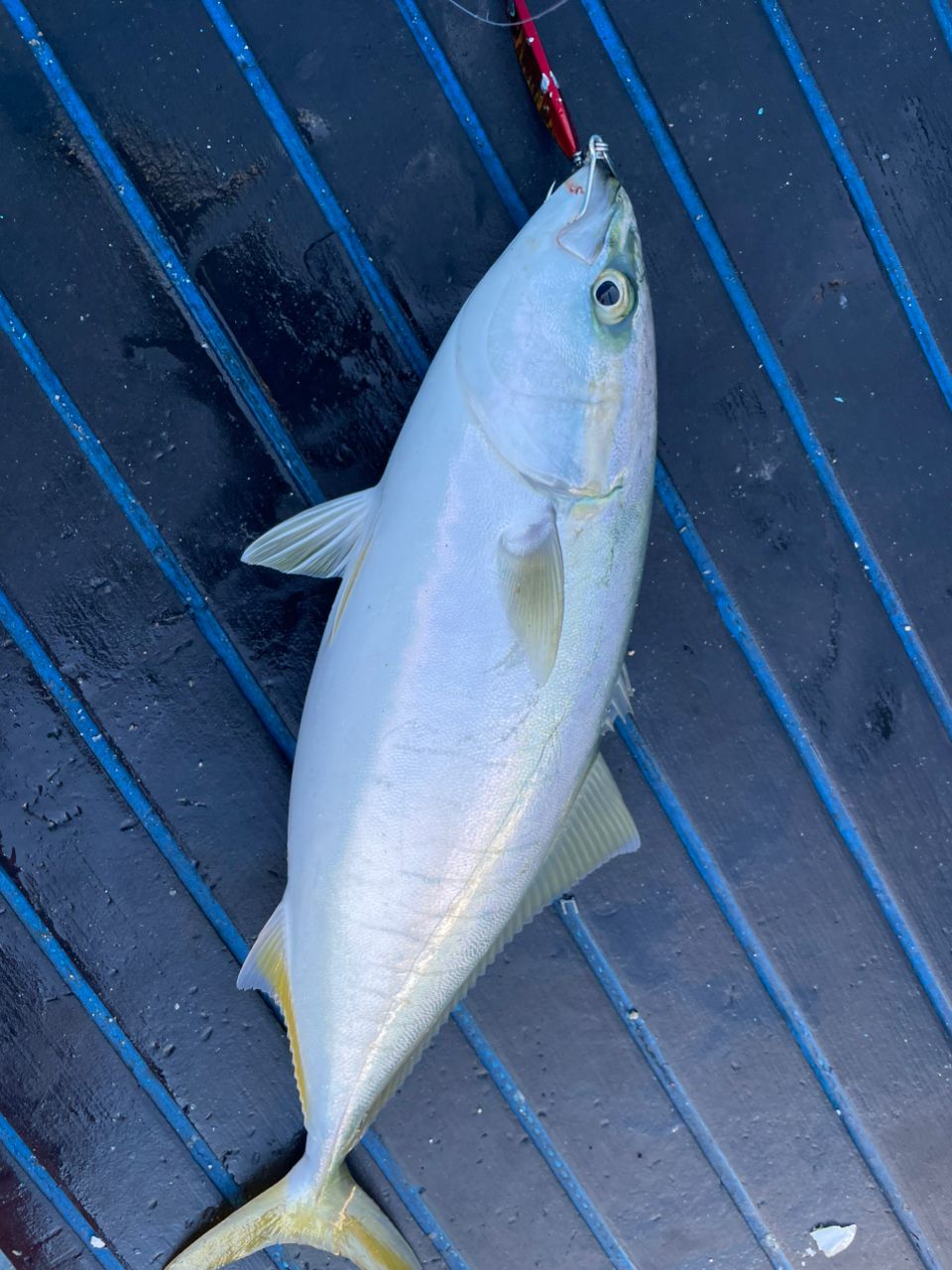 ジギング見習いさんの釣果 2枚目の画像