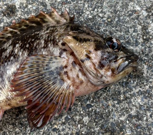 ムラソイの釣果