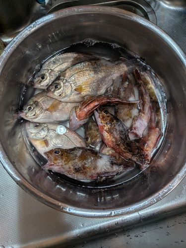 ウミタナゴの釣果