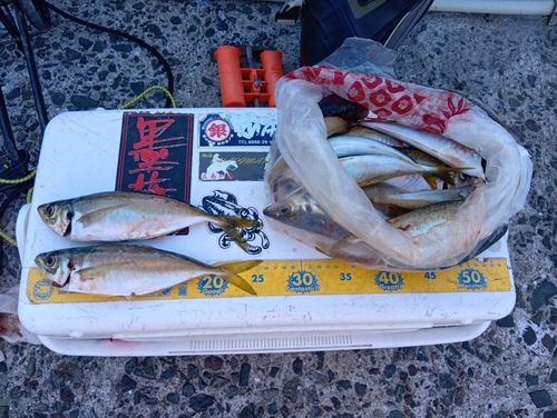 アジの釣果