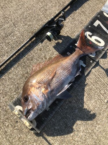 マダイの釣果