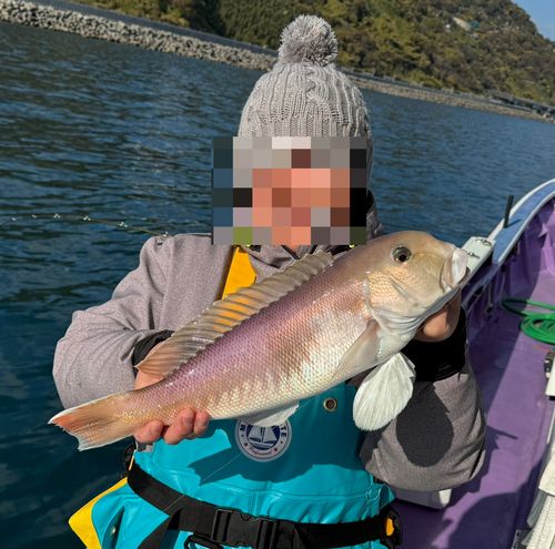 シロアマダイの釣果