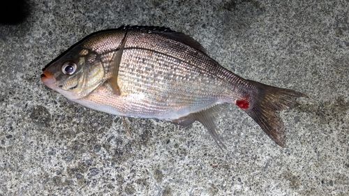ウミタナゴの釣果