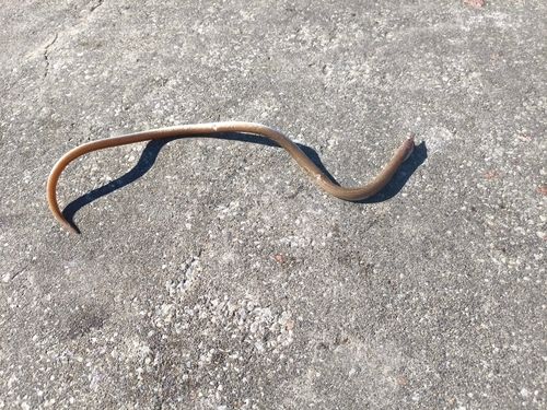 ダイナンウミヘビの釣果