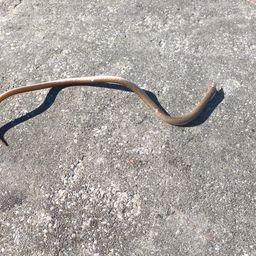 ダイナンウミヘビ