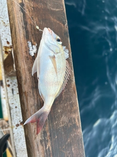 チャリコの釣果