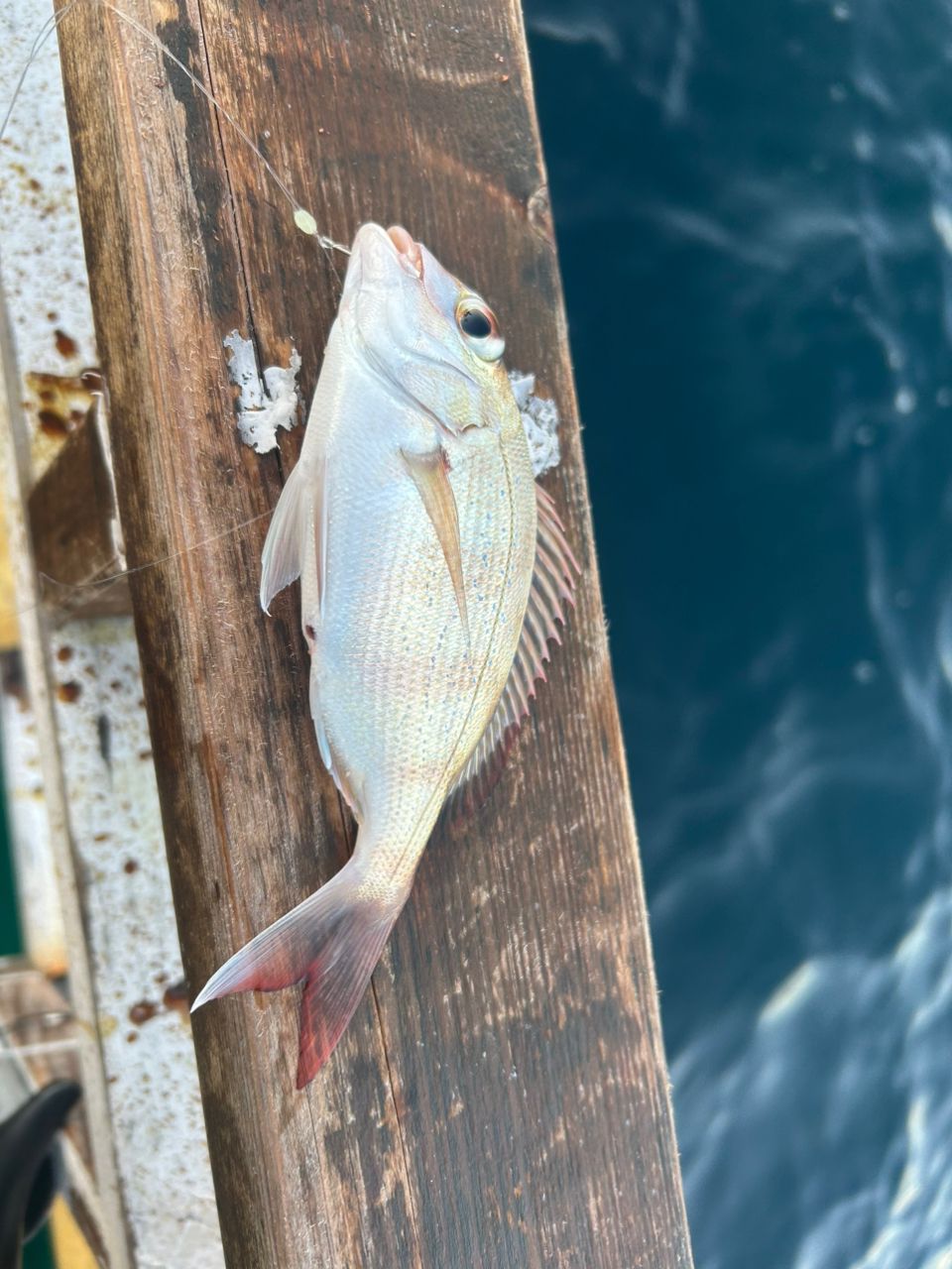 名古屋のKAZUさんの釣果 1枚目の画像