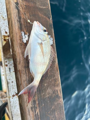 チャリコの釣果