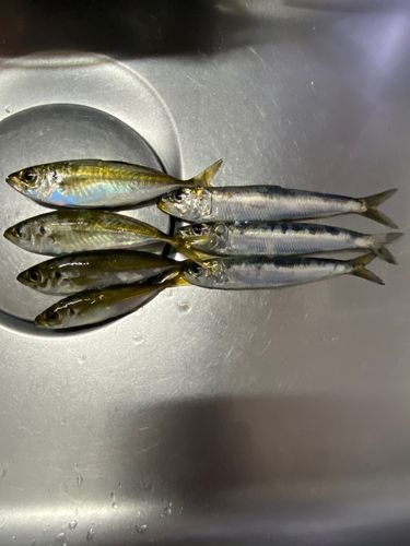 アジの釣果