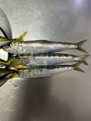 イワシの釣果