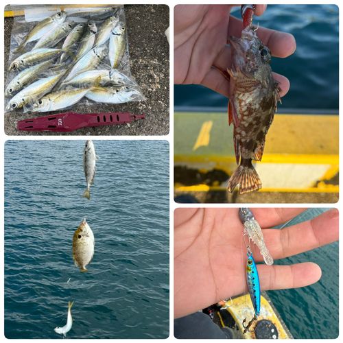 アジの釣果