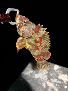 ヨロイメバルの釣果