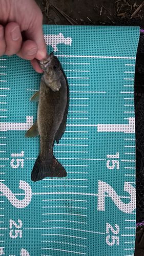 スモールマウスバスの釣果