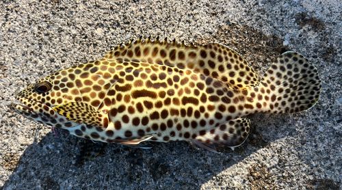 イシミーバイの釣果