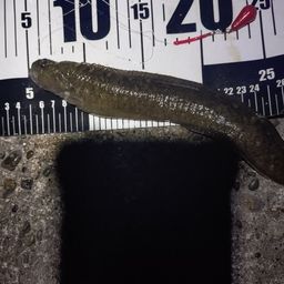 ダイナンギンポ