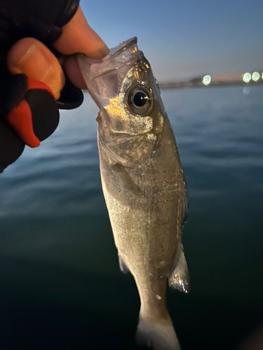 セイゴ（ヒラスズキ）の釣果