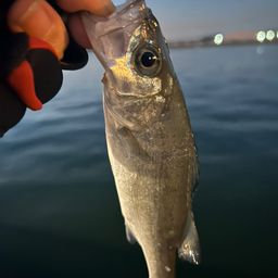 セイゴ（ヒラスズキ）