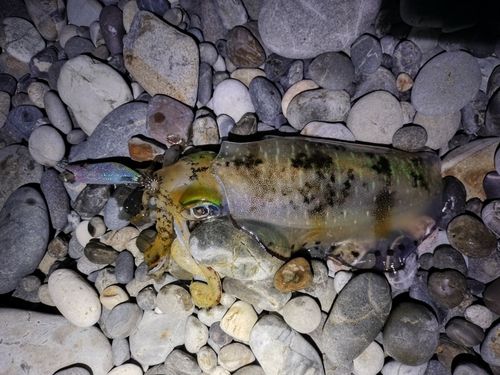 アオリイカの釣果