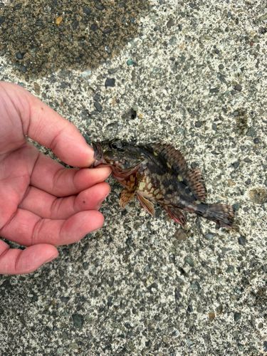 ウルメイワシの釣果