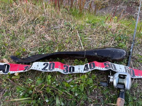 マナマズの釣果