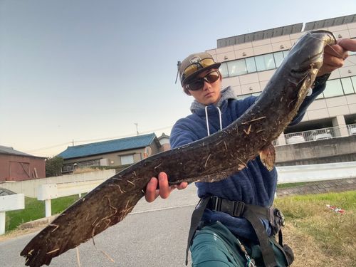 マナマズの釣果