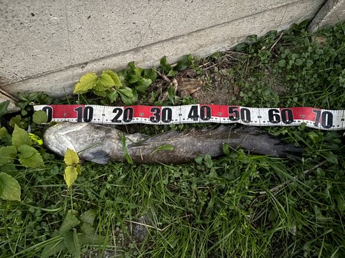 マナマズの釣果