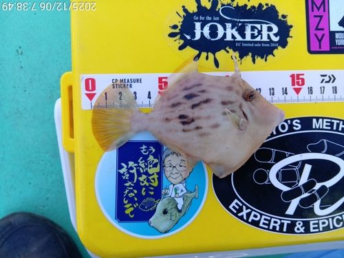 カワハギの釣果