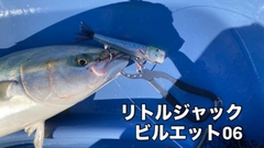 ワラサの釣果