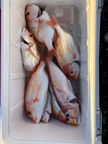 アカアマダイの釣果