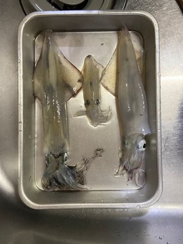 イカの釣果