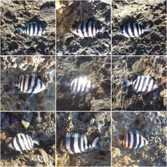 サンバソウの釣果