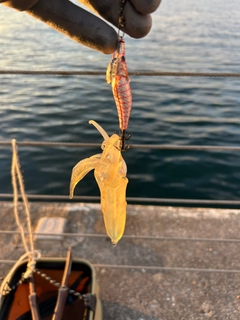 ヒイカの釣果