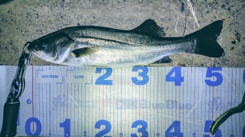 シーバスの釣果