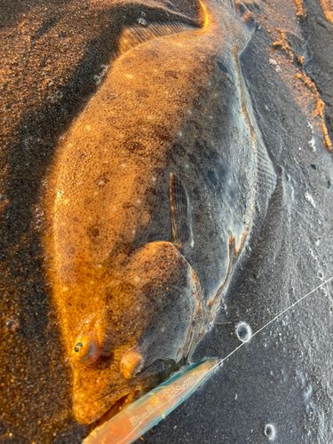 ヒラメの釣果