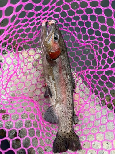 ニジマスの釣果