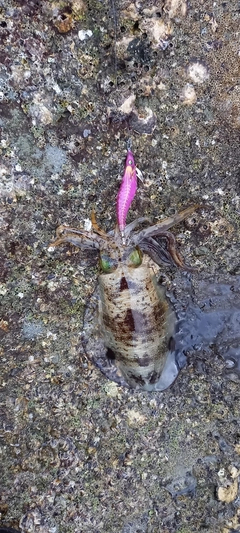 アオリイカの釣果