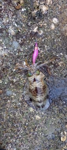 アオリイカの釣果