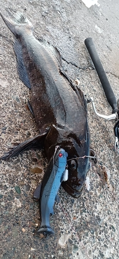 アブラコの釣果