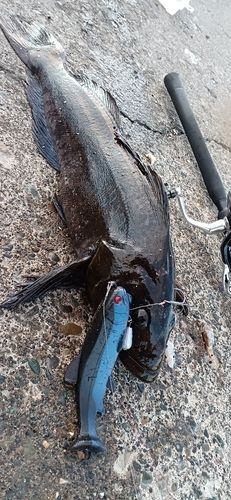 アブラコの釣果