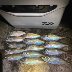 アジの釣果
