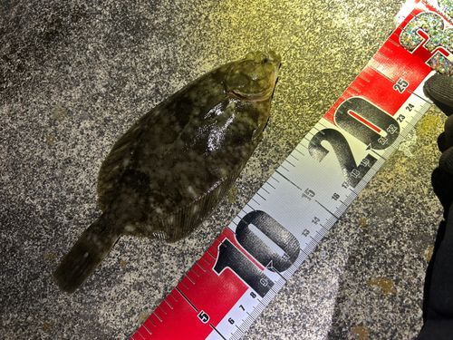 ヒラメの釣果