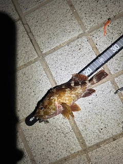 タケノコメバルの釣果