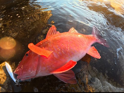 オジサンの釣果