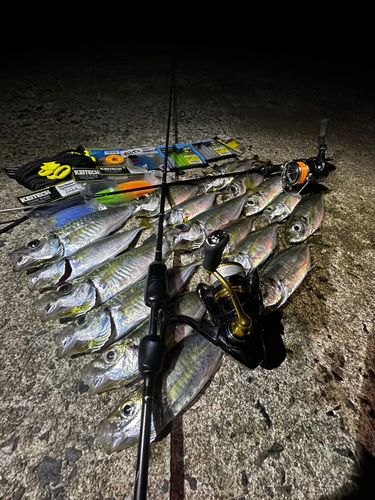 マアジの釣果