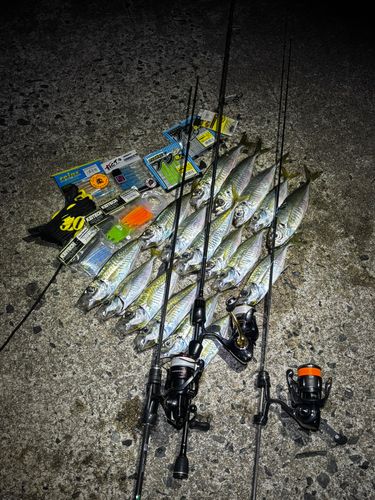 マアジの釣果