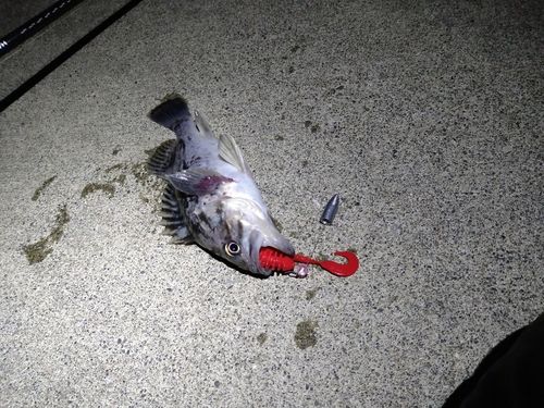 クロソイの釣果